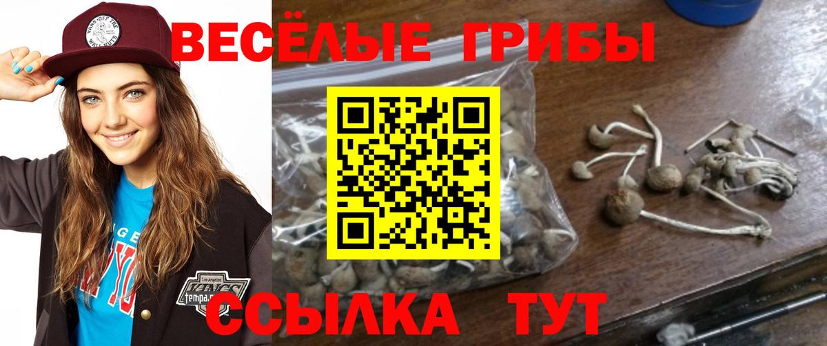 Псилоцибиновые грибы Cubensis Саяногорск